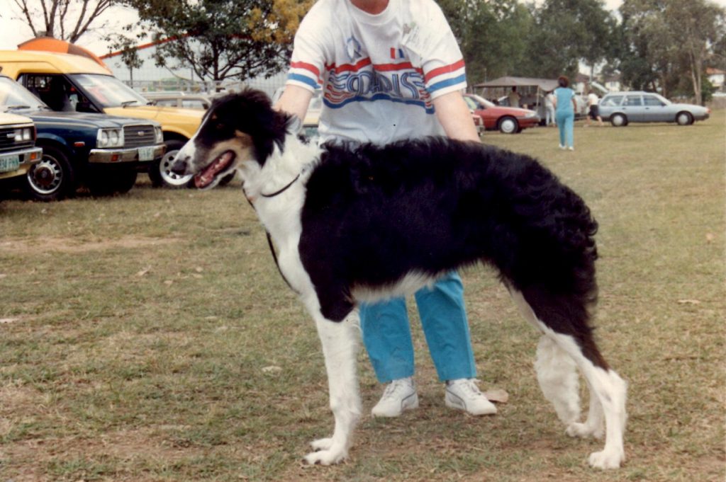 Briarthorn Talisman as a puppy