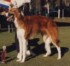 Broughclay Acacia Park as a puppy