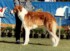 Briarthorn Lady X as a puppy