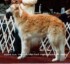 kumasan golden prince royal
