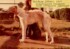 Meldham Atoski Atoi as a puppy