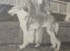 Meldham Danilovitch as a puppy