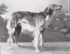 Strelka