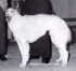 Rishar Nataczha of Perrito