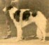 duke boris