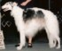Czar - 4 Yrs. Old - Best of Breed Bozeman, MT (2008)