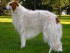 Draco at 4- Yrs. Old