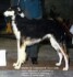 kazar
