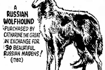 Wolfhound