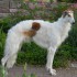 Portia 3 Yrs. Old - Gibson Park, Great Falls, MT