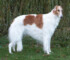 Ryazan Giselle