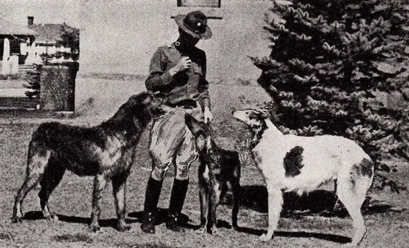 Borzoi and wolfhound