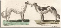 Male and female from Buffon 1790