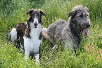 Borzoi and wolfhound