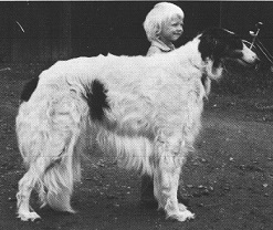 Sassa