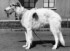 Bujan (Lejbur) source Borzois pedigree.