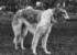 amur 2