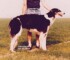 kalina v.b.