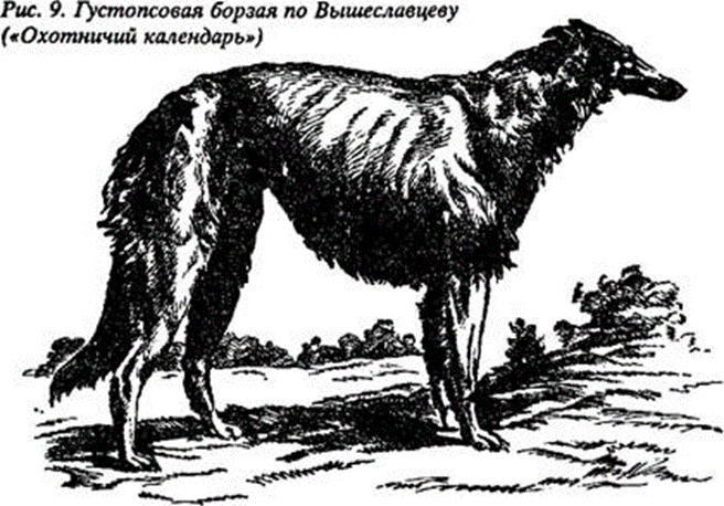 Modern borzoi