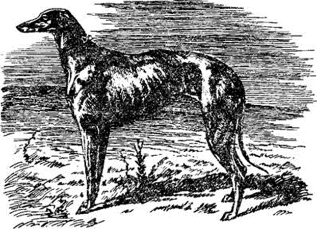 Modern ghreyhound