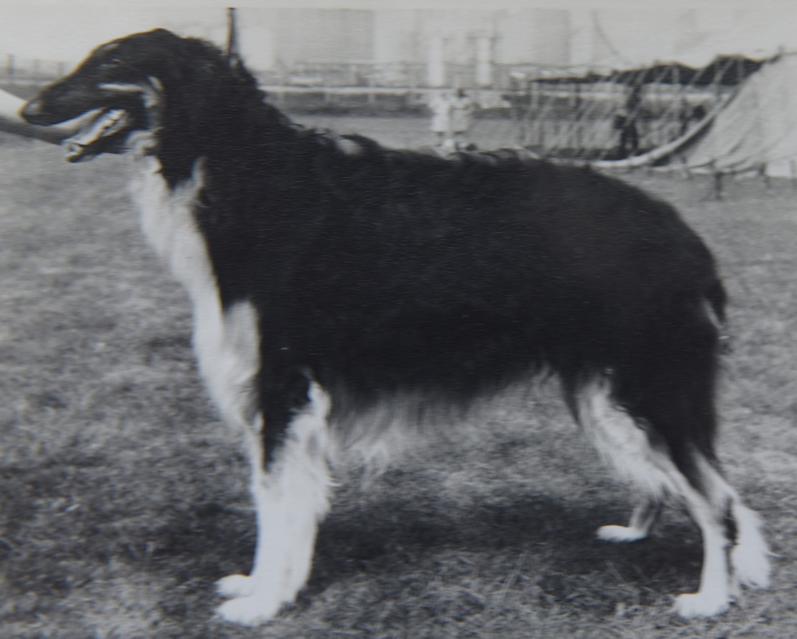 Gueroi