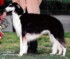 zorro