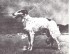 gandil