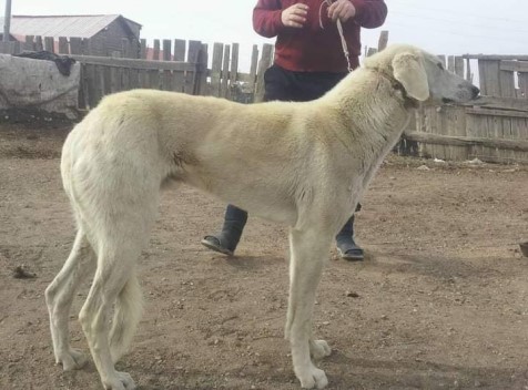 Mongol borzoi