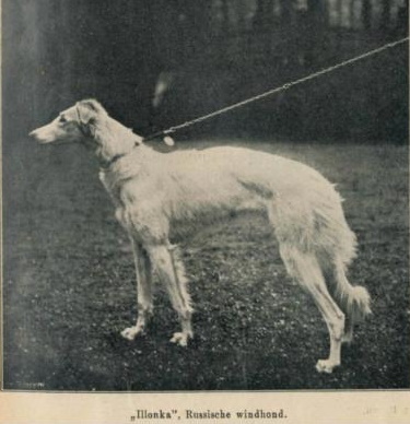 illonka