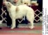 Cesare