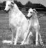 Sig and Senta