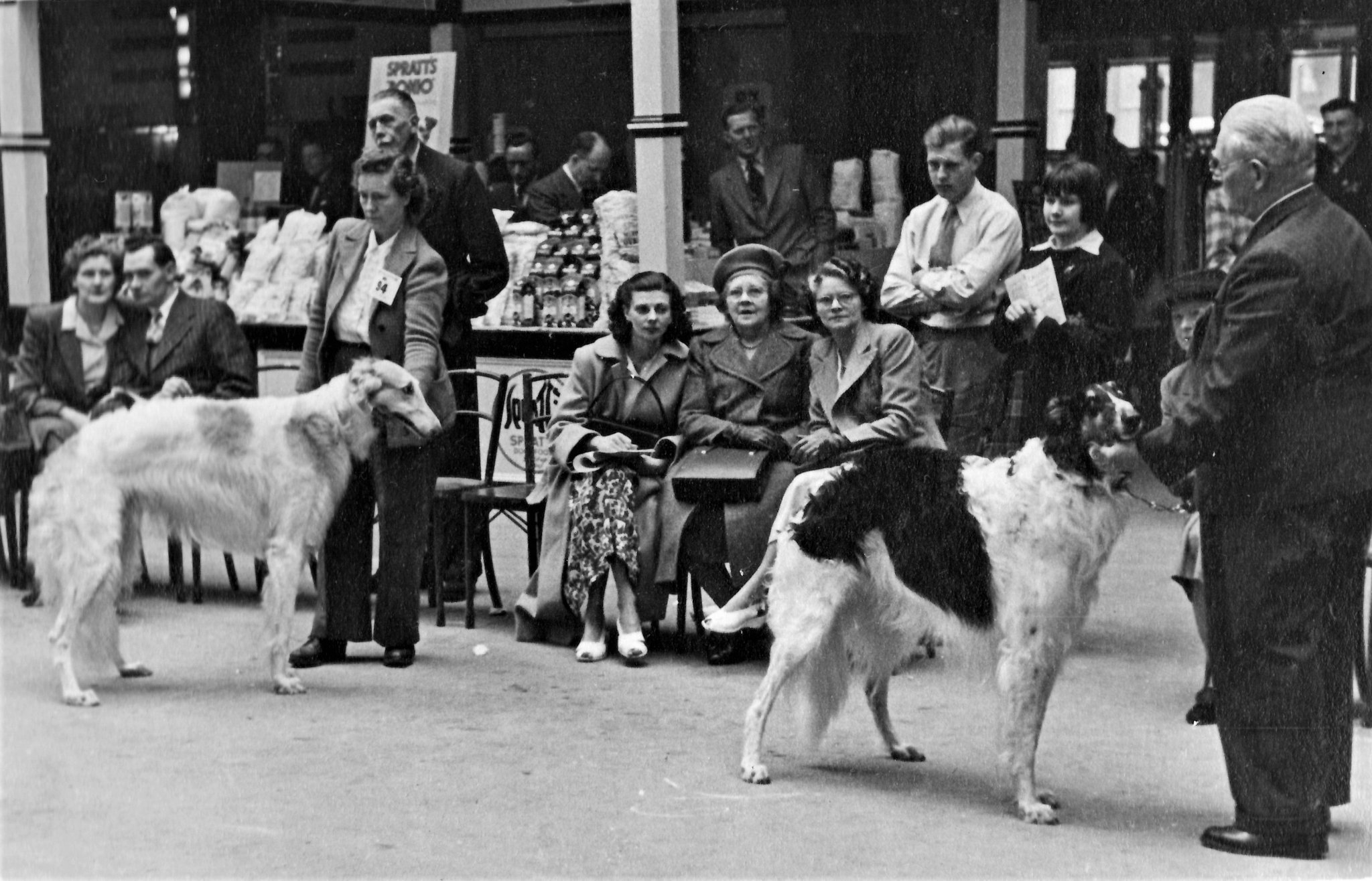 British Borzoi Shows in Photos ( 1950) – The Borzoï Encyclopedia